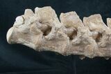 Articulated Platecarpus (Mosasaur) Verts - Kansas #8641-6